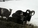 2011-Jufen-050