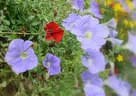 20150919_5erl_glemmerhof_167