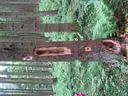 IMG-6557.JPG