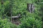 TLM/TM WA 3D und Bettelwurfturnier 2016 Bild 86