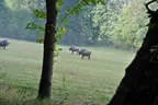 Rund um die Gotzenmühle Bild 80