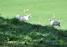 9. Jagdbogenmeisterschaft Bild 116