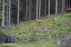 6. Turnier der BSU St. Veit 2018 Bild 62