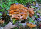 29. Jochberger Jagdbogenturnier 2018 Bild 44