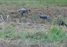 10. Abenberger Jagdbogenturnier 2018 Bild 64