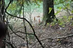 10. Abenberger Jagdbogenturnier 2018 Bild 66