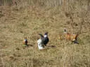 10. Abenberger Jagdbogenturnier 2018 Bild 94