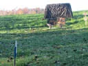 Kürbiskopfturnier 2018 Bild 32