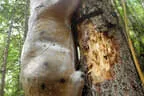 27. Scharnitzer Speckschiessen 2025 Bild 60
