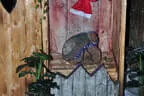 Putzdunkl 2025 Bild 71